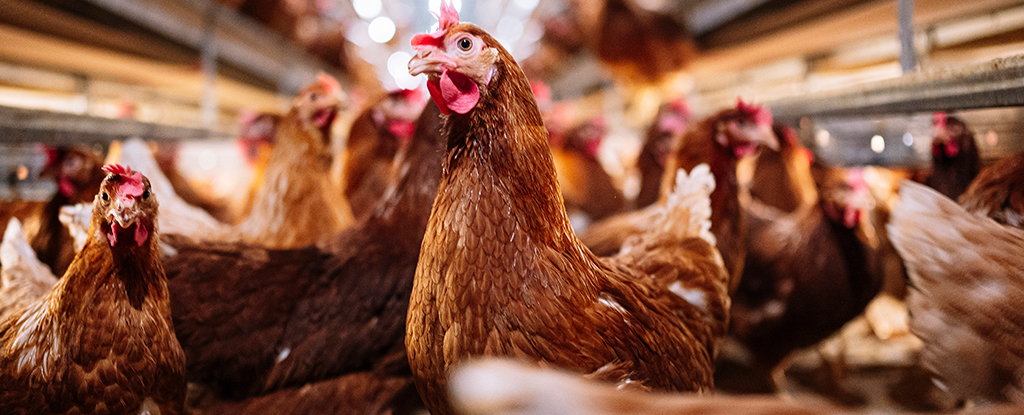 La Organización Mundial de la Salud advierte que la creciente propagación de la gripe aviar entre los seres humanos es motivo de “tremenda preocupación”.