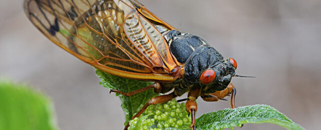 cicada on a leaf