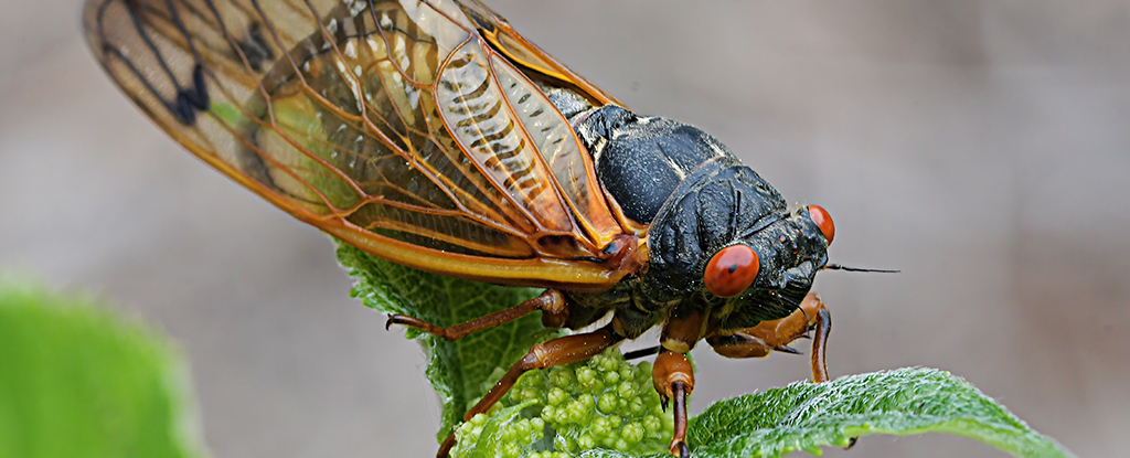 Prepare Yourself. A Massive Wave of Cicadas Is About to Erupt in The US.