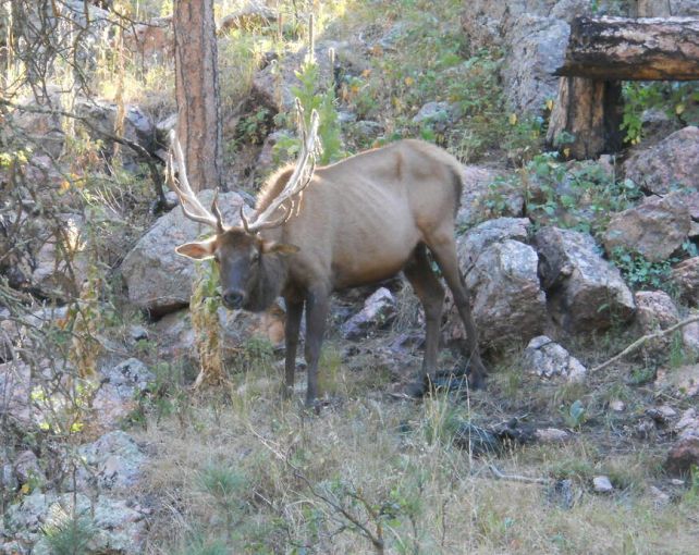 Zoonotic Transfer Suspected After Two Human Deaths : ScienceAlert