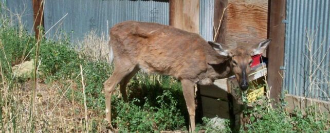 'Zombie Deer' Disease: Zoonotic Transfer Suspected After Two Human Deaths