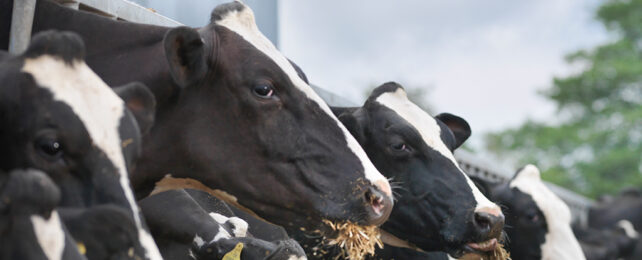 dairy cows eating hay