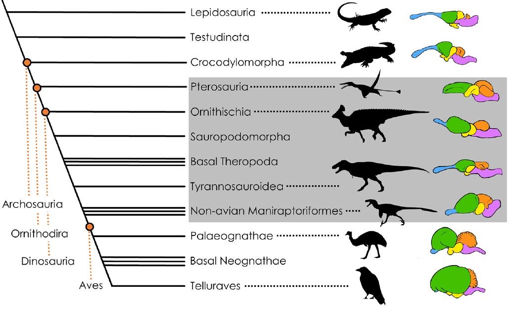 Árvore das relações entre répteis, dinossauros e pássaros, bem como a complexidade de seus cérebros