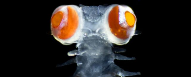 This Freaky Worm Has 'Outstanding Vision', And Scientists Don't Know Why