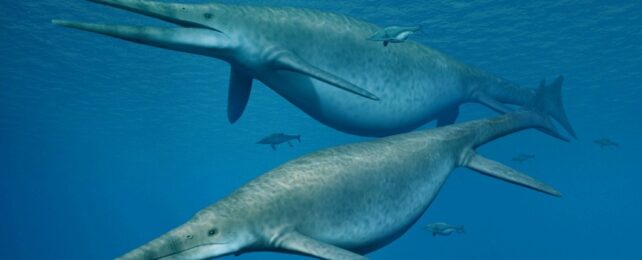 Mysterious Fossil Fragments Traced to Ancient Leviathans of The Ocean