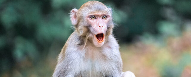 macaque