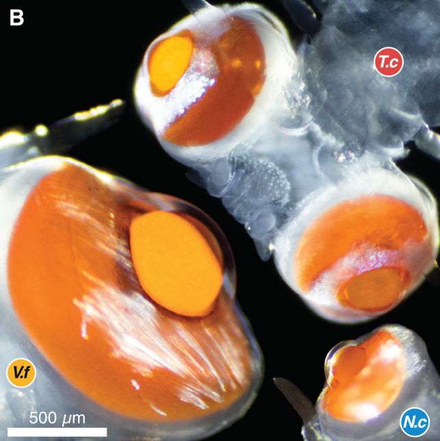 Este extraño gusano tiene una «visión excepcional» y los científicos no saben por qué: ScienceAlert