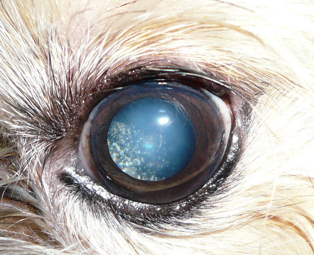 Mysterious Condition Makes Human Eyes Sparkle Like A Galaxy ScienceAlert
