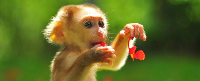 Cute baby macaque eating a red flower in a field of flowers