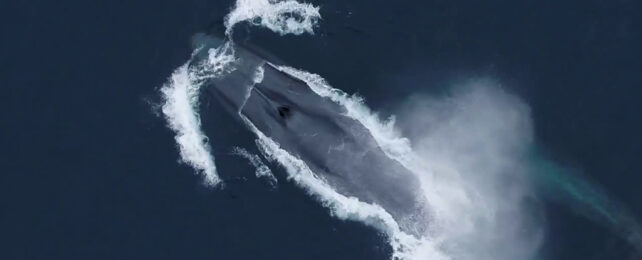 Blue whale from above
