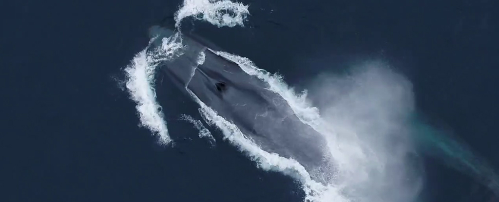 Scientists Spent 15 Years Listening to Blue Whales. Here