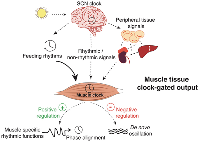 Circadian clock diagram