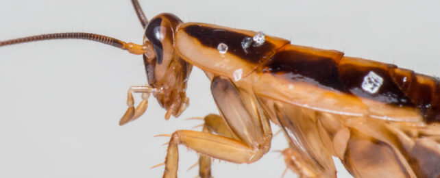 close of up of german cockroach