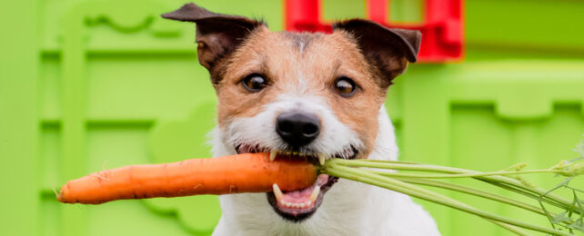 Close up of Jack Russell Terrier holding a carrot in its mouth