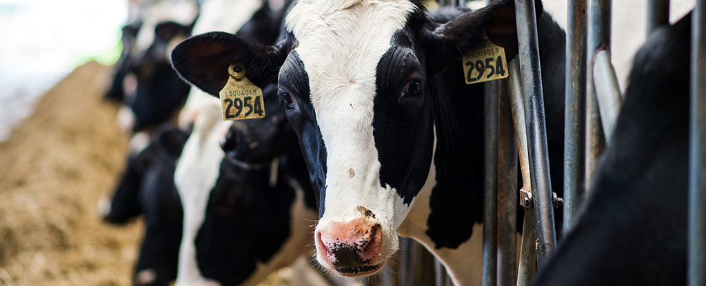 Bird Flu Jumps From Cow to Human in The US: Experts Confirm First Case