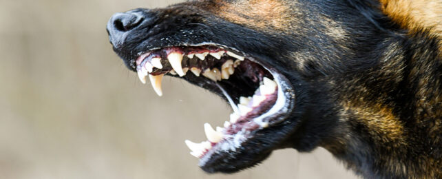 Close of up snarling dog mouth