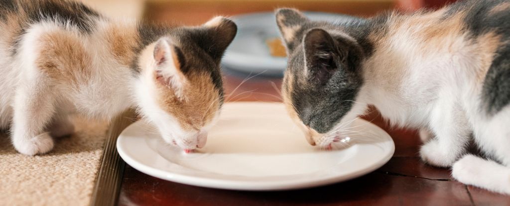 La gripe aviar en la leche cruda de vaca ha matado a gatos de granja por primera vez: Heaven32