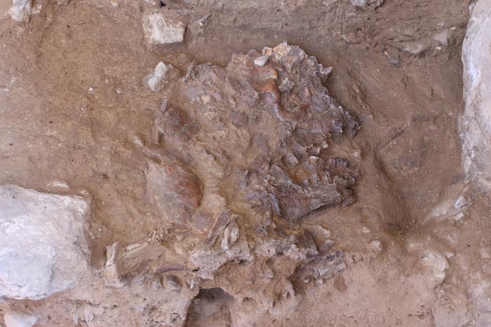 Flattened skull fragments amongst rocks and sediment