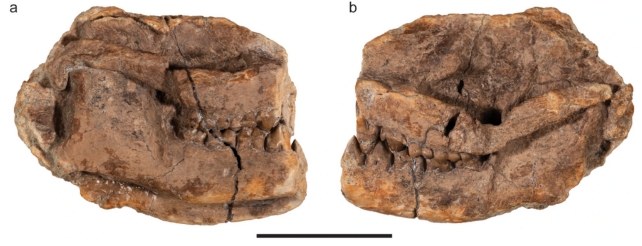 Dvě fotky malých čtvercových fosilií zvířecí lebky