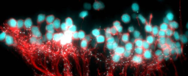 Zebrafish synapses