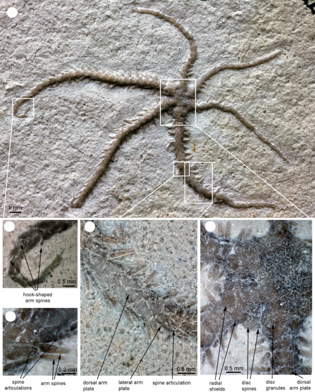 Fossil captura una estrella frágil de 155 millones de años durante el proceso de regeneración