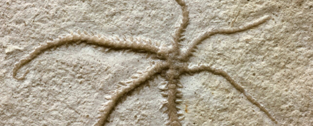 Fossilized brittle star