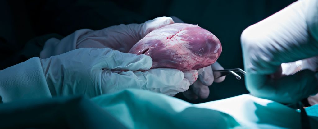 Eerie Personality Changes Sometimes Happen After Organ Transplants