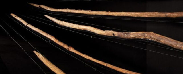 The spears from Schöningen in the exhibition in the Schöningen Research Museum