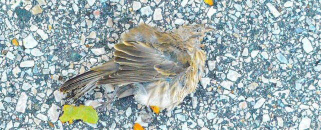 Highly Pathogenic Bird Flu Detected in Birds in New York City