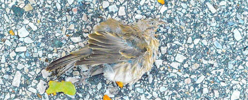 Gripe aviar altamente patógena detectada en aves de la ciudad de Nueva York: Heaven32