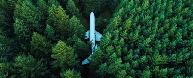 Plane In Forest