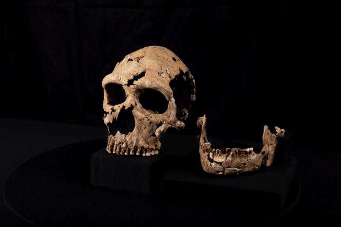 reconstructed skull next to jaw bones