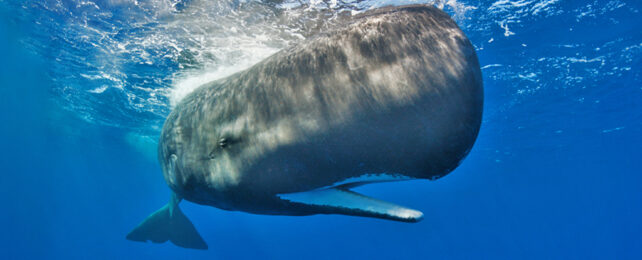 Sperm whale hanging near the surface with mouth agape