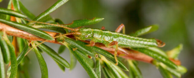 A green stick insect on a branch.