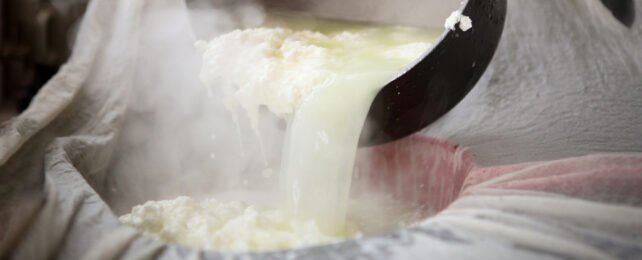 The separation of curds and whey in cheesmaking
