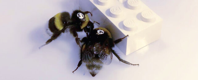 Two bumblebees with numbers on their backs push a white Lego block in a lab experiment.