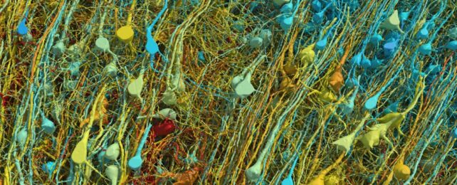 Amazingly Detailed Images Reveal a Single Cubic Millimeter of Human Brain in 3D