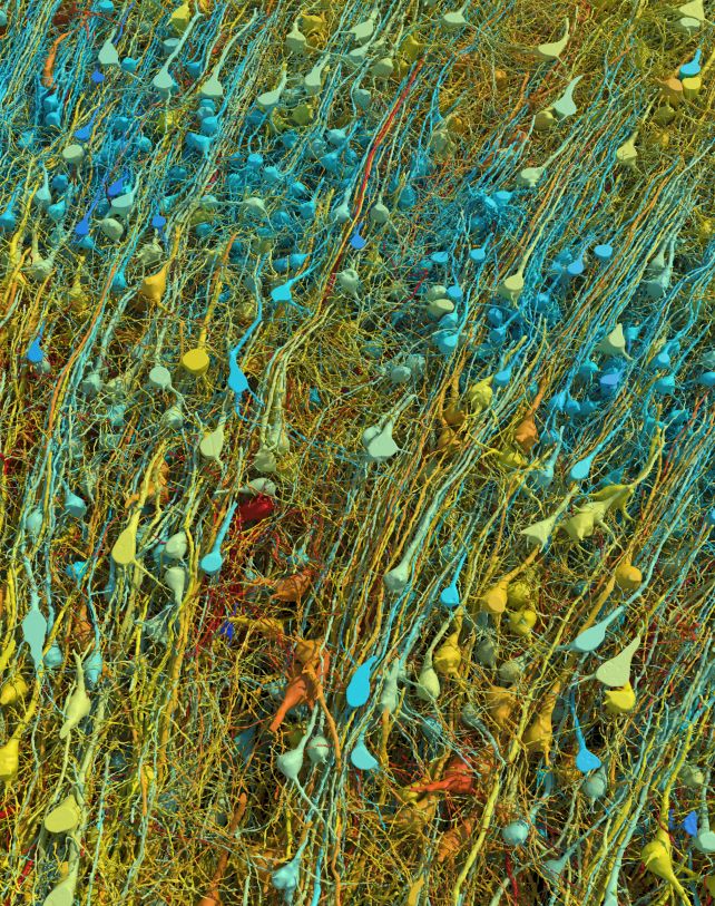 Amazingly Detailed Images Reveal a Single Cubic Millimeter of Human Brain in 3D : ScienceAlert