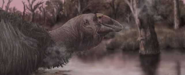 Giant 'Giga-Goose' Once Thundered Across Prehistoric Australia
