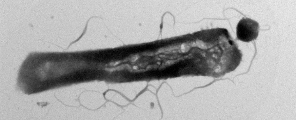 Los parásitos 'quisquillosos' alteran el metabolismo de sus huéspedes al comer selectivamente su buffet de lípidos: ScienceAlert