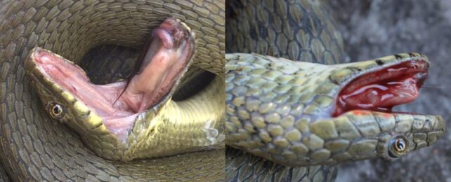 These Snakes Fake Their Own Deaths, And They Even Use Special Effects