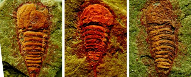 Surprise Discovery Reveals Earliest Known Ancestor of Scorpions And Spiders