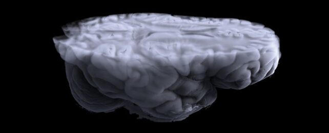 Having Both Ovaries Removed Could Come at a Serious Cost to The Brain