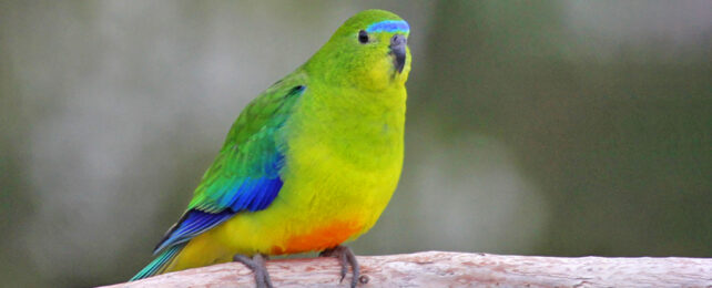 Don't Give Up on Earth! Here Are Some Good Environmental News Stories of 2024