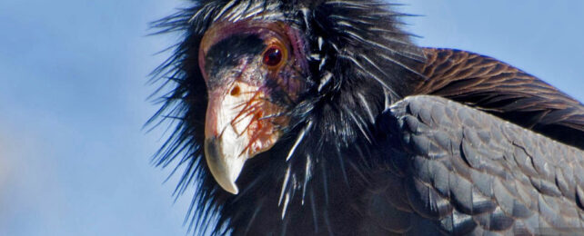 Black feathered bird with naked pink and grey head