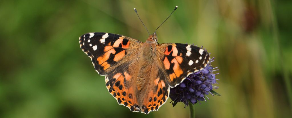 Las mariposas pueden realizar viajes épicos por el océano Atlántico, lo que sorprende a los científicos: Heaven32