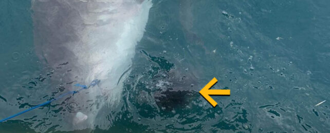 Marine Biologist Shocked to See a Shark Vomit a Famous Aussie Icon