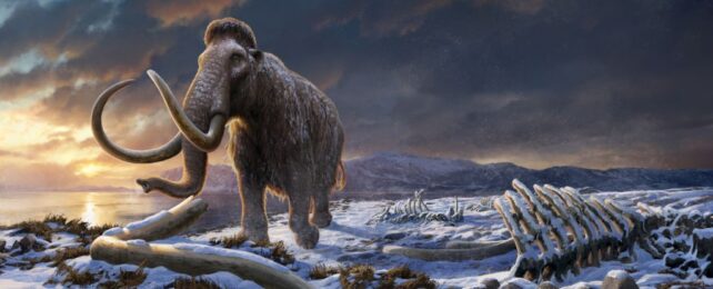 Inbreeding Not to Blame For Wooly Mammoth Extinction, Surprising Study Finds