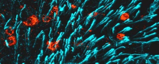 Scientists Discover a New Hormone That Makes Super-Strong Bones