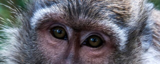 Scientists Discover a Face-Detection Circuit in The Brains of Primates